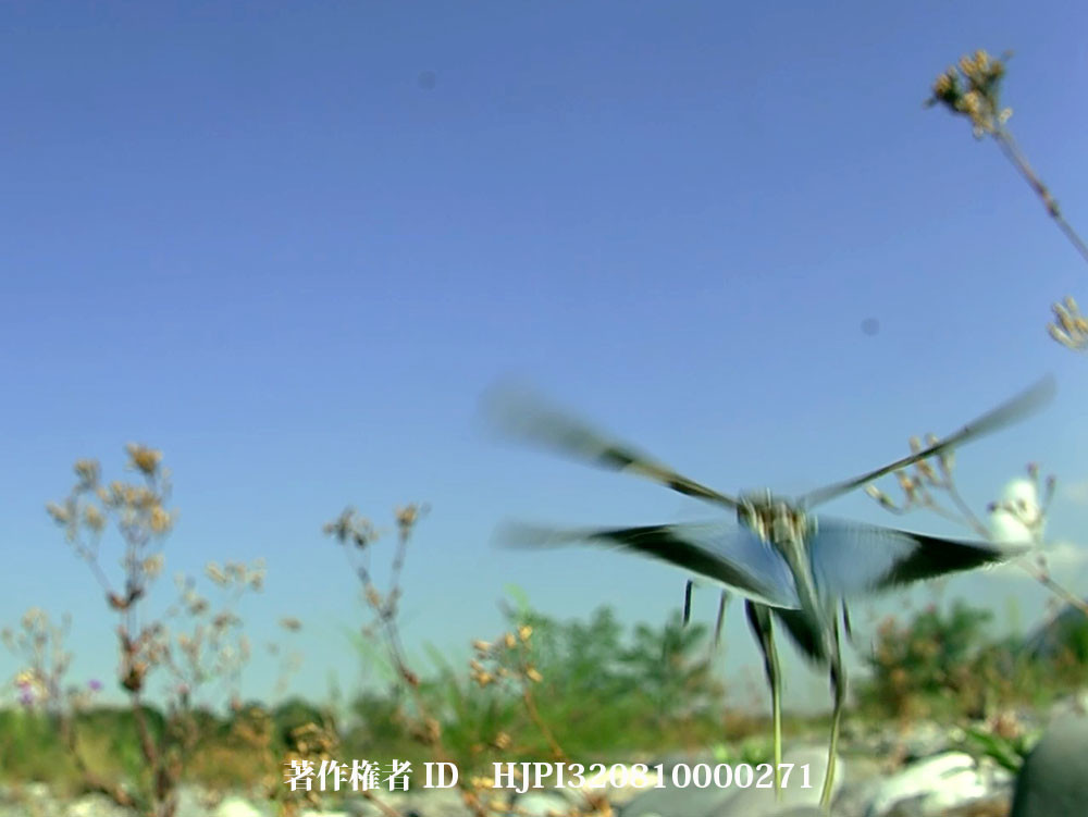 カワラバッタの飛翔