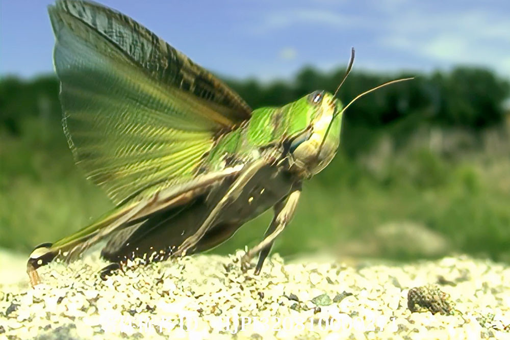 トノサマバッタのジャンプ