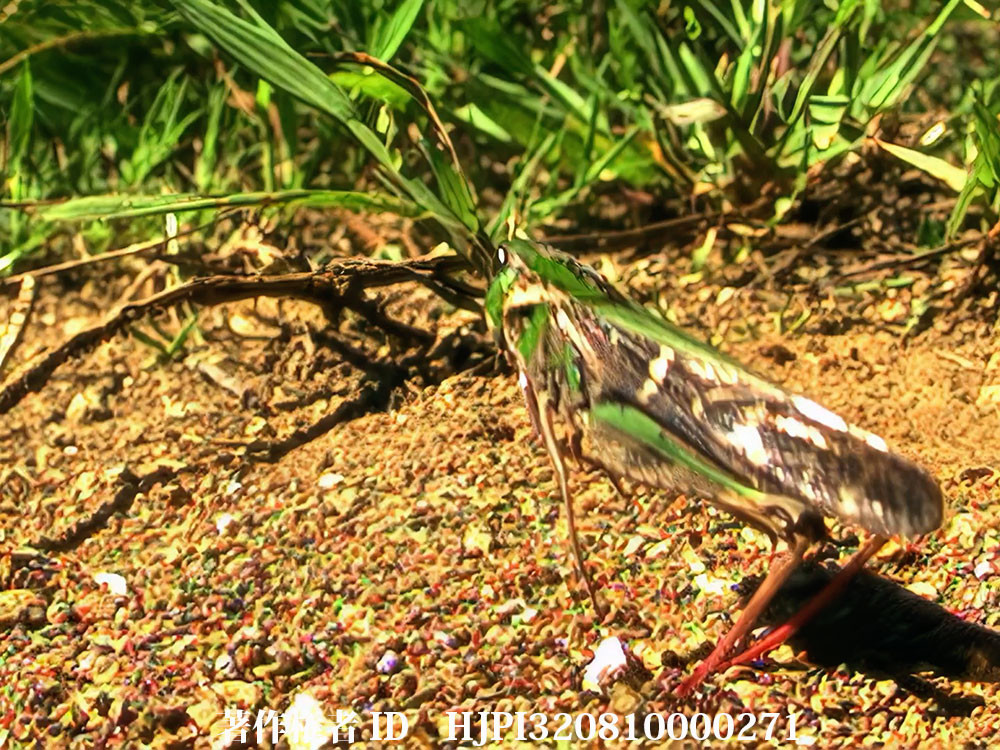 クルマバッタの飛翔