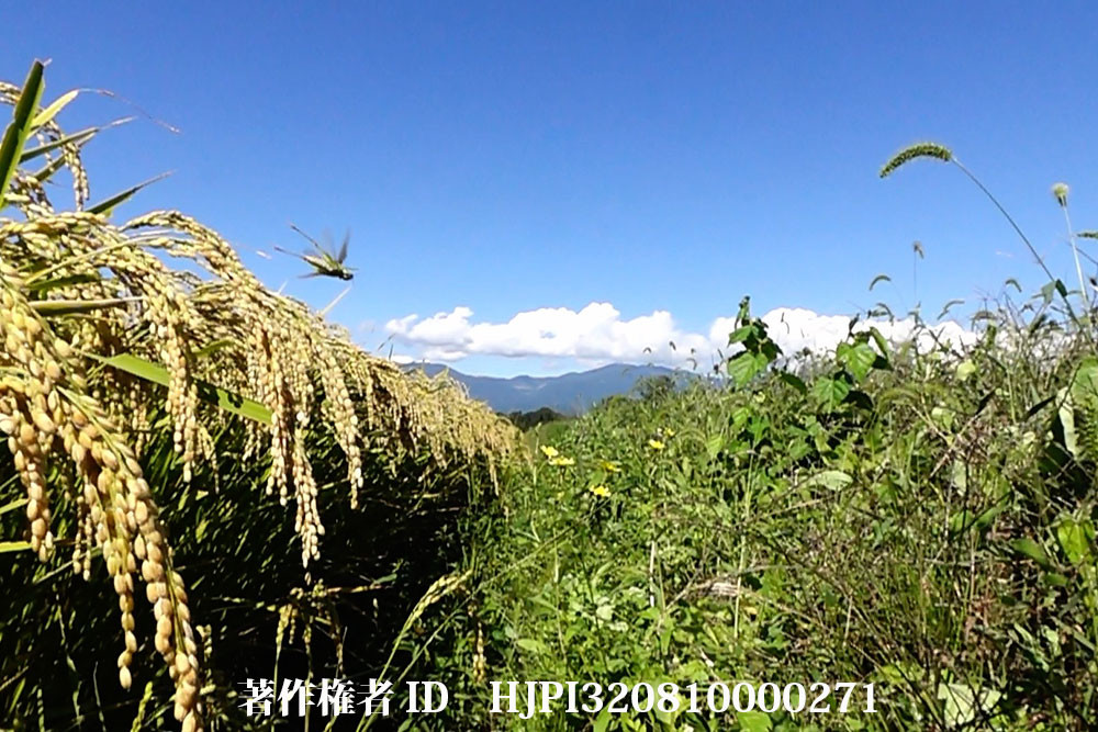 イナゴのいる田んぼ