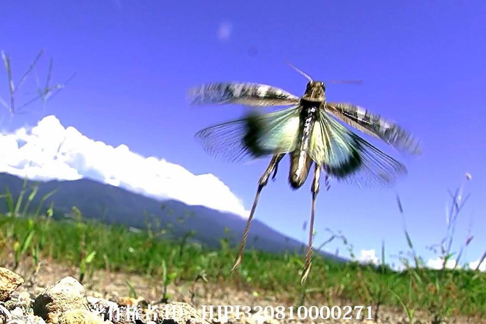 クルマバッタモドキがジャンプして飛び立つ