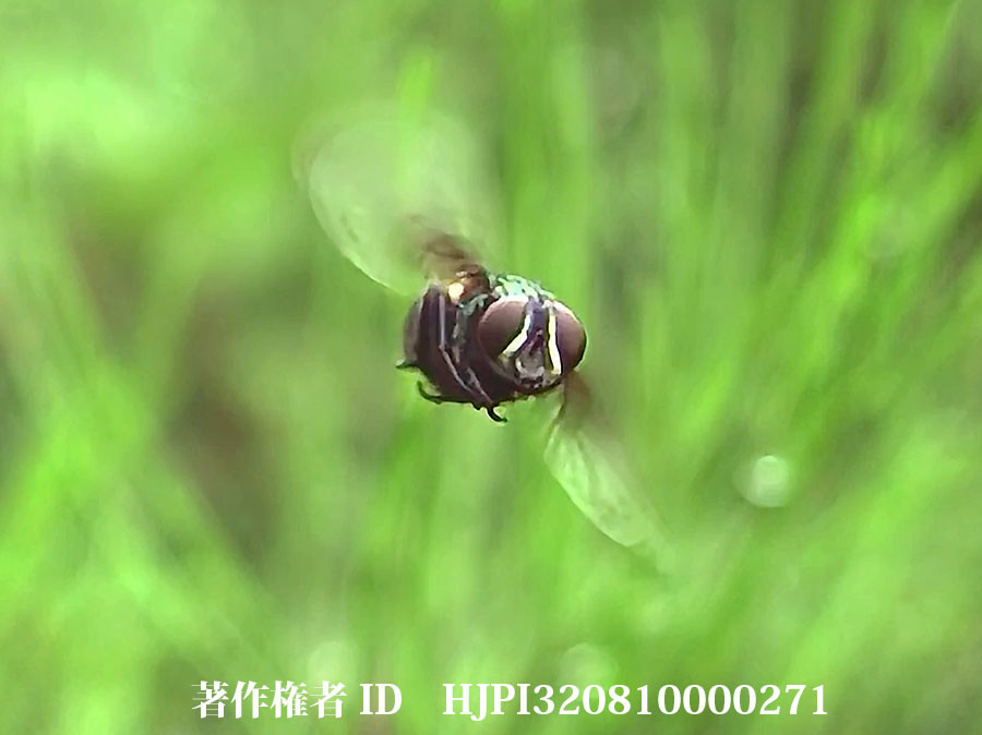 ハエのアクロバット飛翔