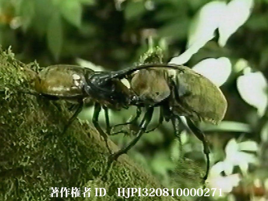 ヘラクレスオオカブトVSゾウカブト