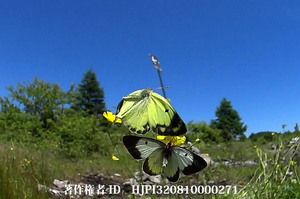 ミヤマモンキチョウと温暖化