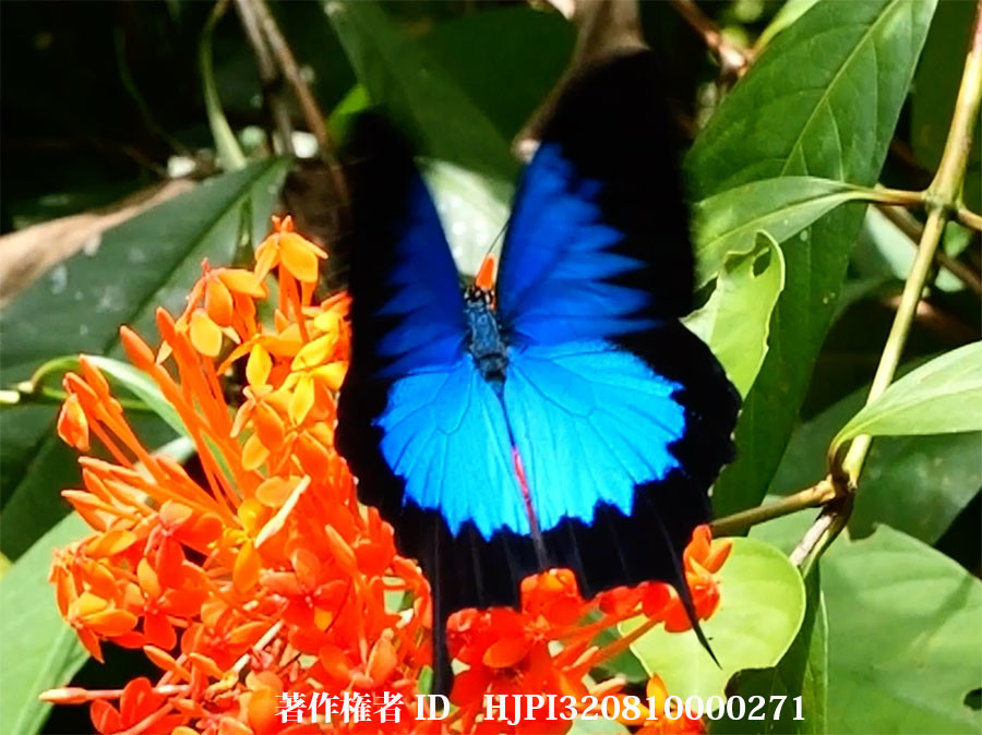 オオルリアゲハ