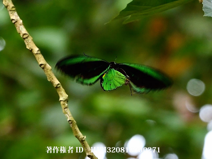 メガネトリバネアゲハのホバリング