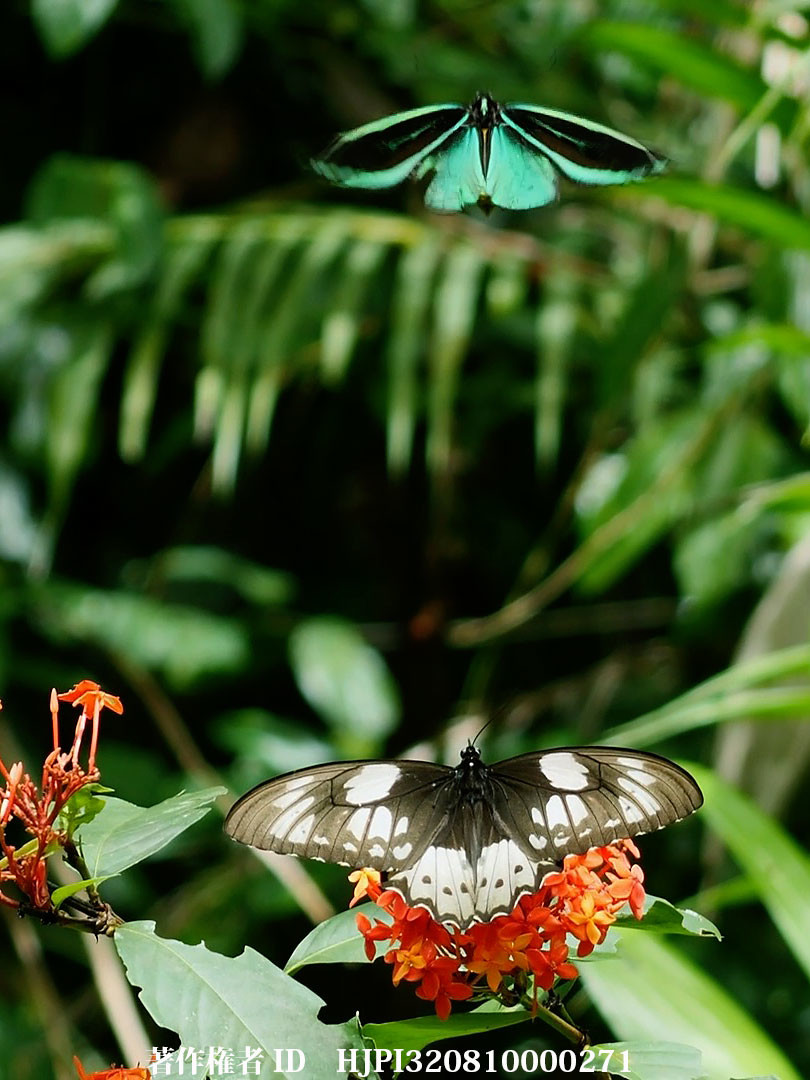 メガネトリバネアゲハの求愛