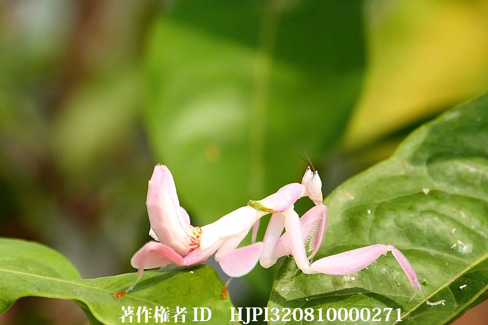 ハナカマキリの歩き方