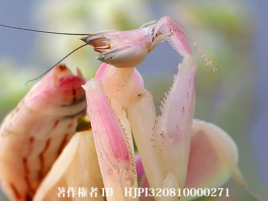 ハナカマキリの化粧直し