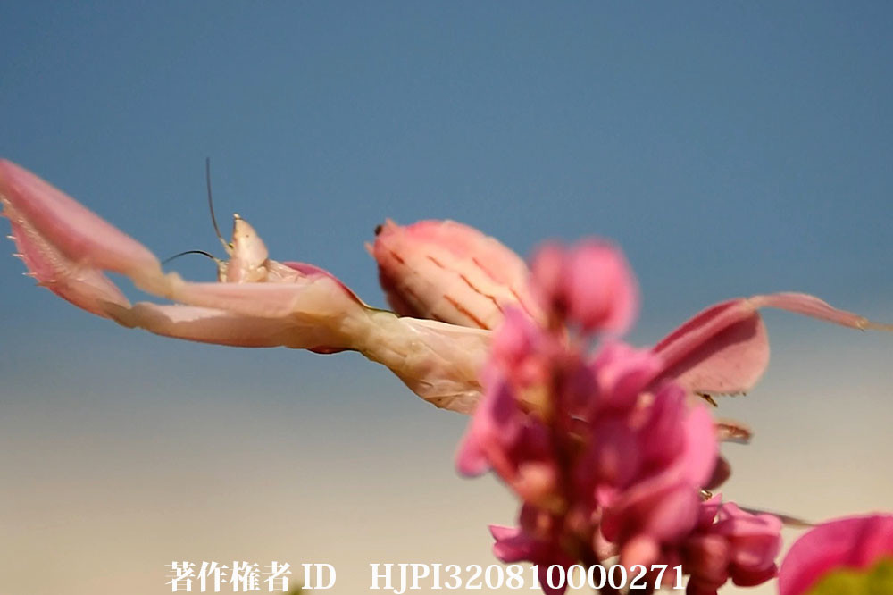 ハナカマキリのジャンプ