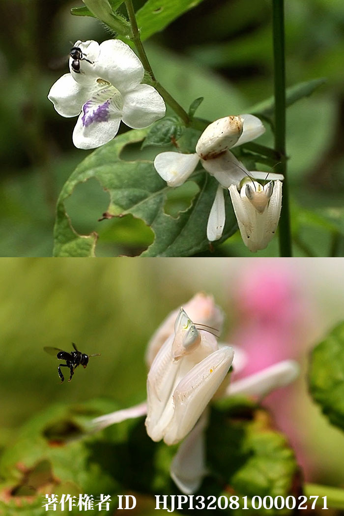 ハナカマキリがハチを捕らえる