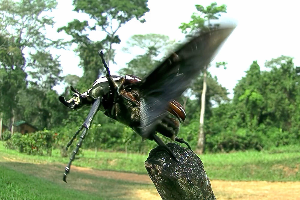 ゴライアスオオツノハナムグリに逃げられた