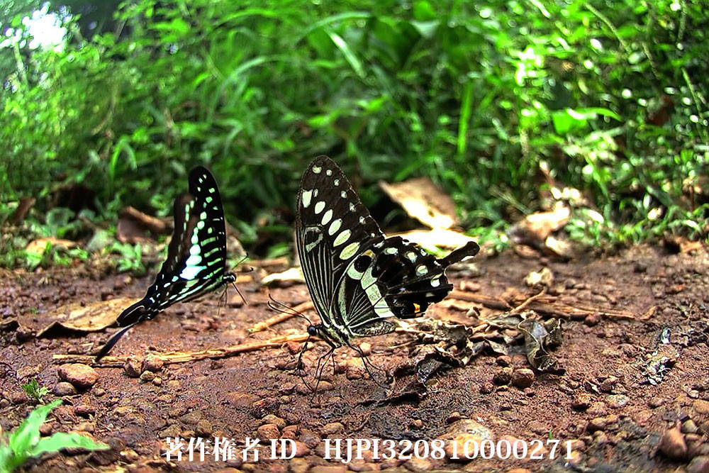 オオサカハチアゲハ