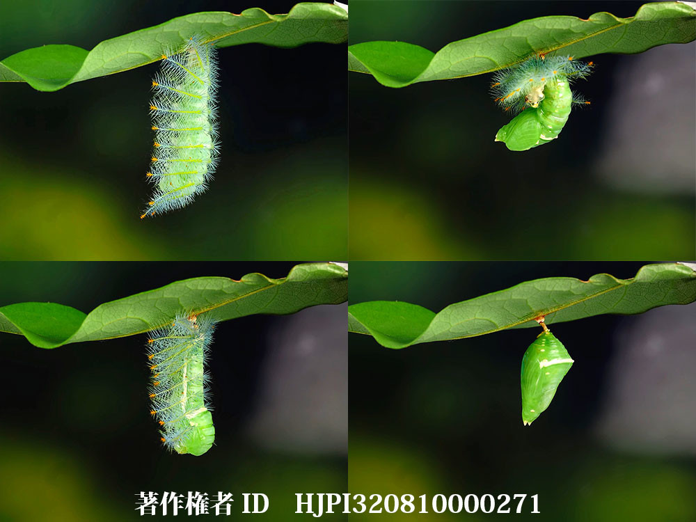 オオイナズマ（タテハチョウ科）が垂蛹になる