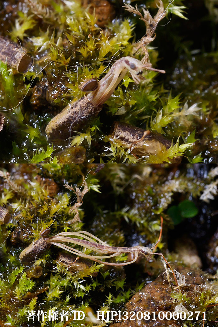 オキナワナナフシの孵化