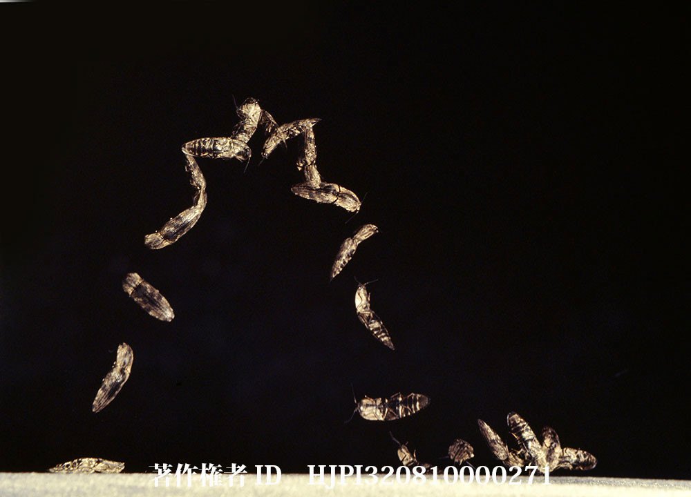 ウバタマコメツキのジャンプ