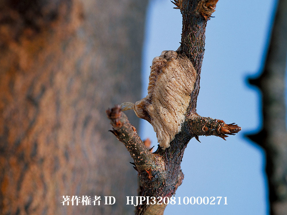 ハラビロカマキリの卵のう