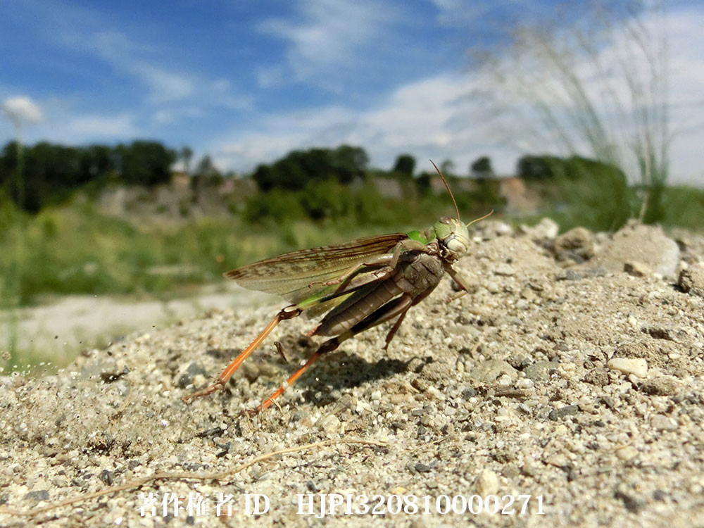 トノサマバッタのジャンプ