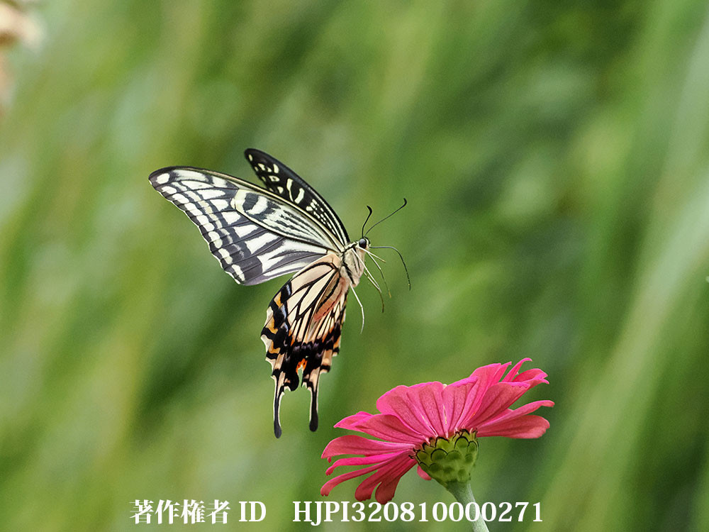 OM-1　MK2の高感度特性　iso10000