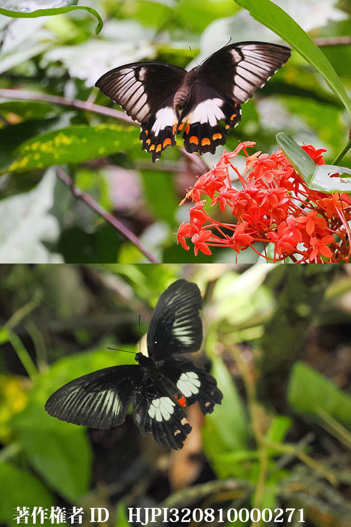ニューギニアのメスアカモンキアゲハ