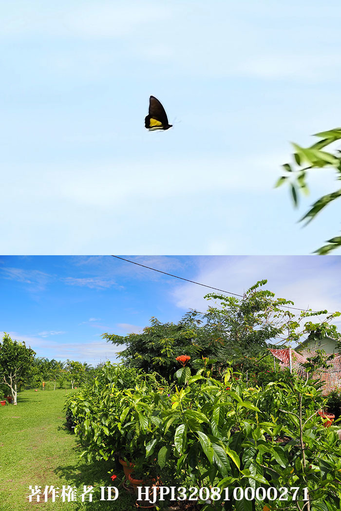 パプアキシタアゲハのいるところ