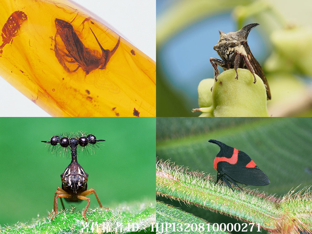 ツノゼミってどんな虫