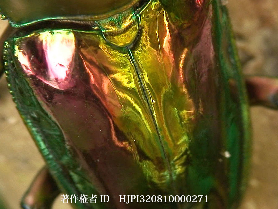 ニジイロクワガタの闘い