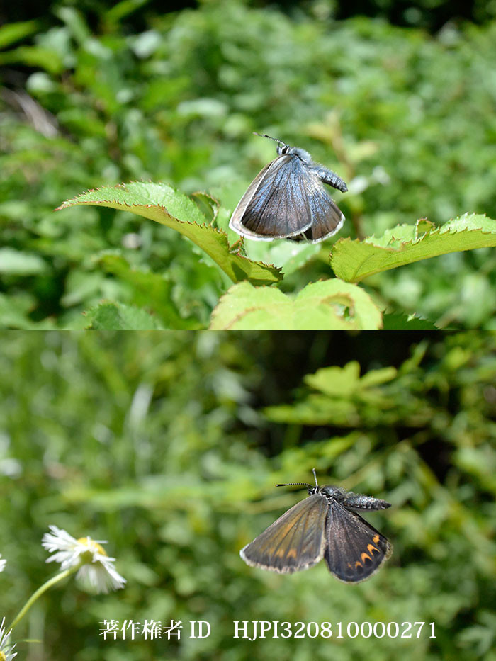 アサマシジミが小諸市の自然環境保護条例指定種になりました