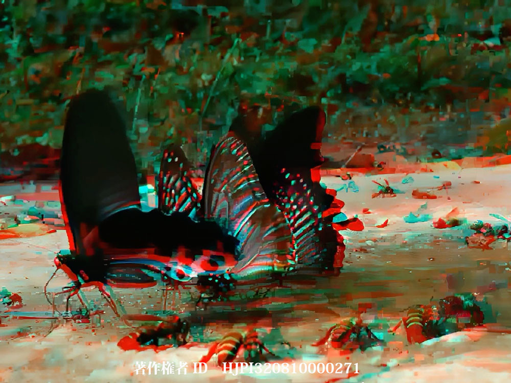 チェンダオの蝶　アナグリフ3D