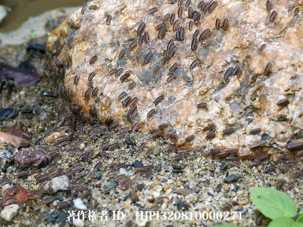 集団行動をする不思議なワラジムシ