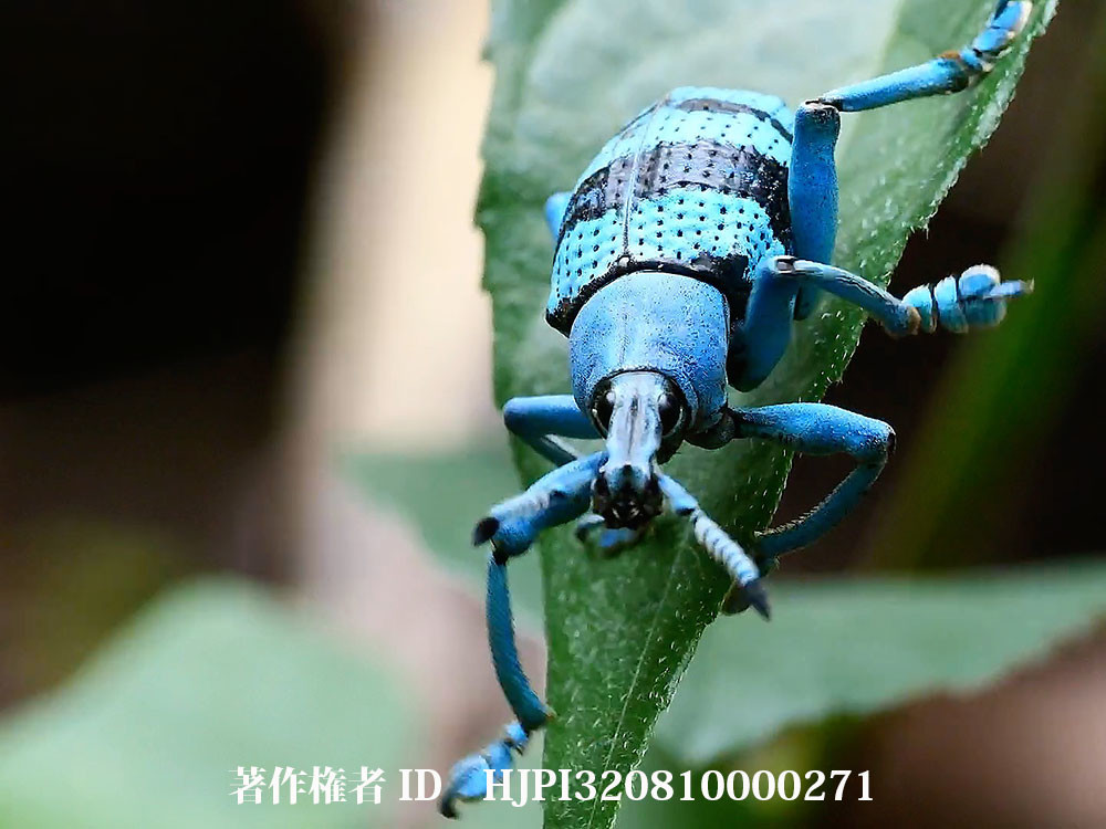 ニューギニアの美しいホウセキゾウムシ