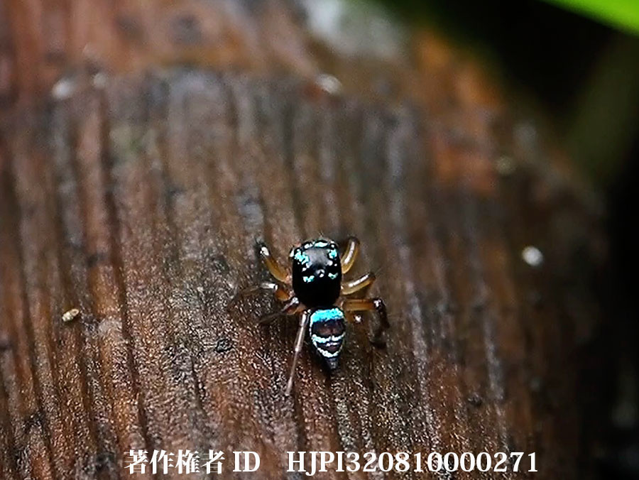 ニューギニアの美しいハエトリグモ