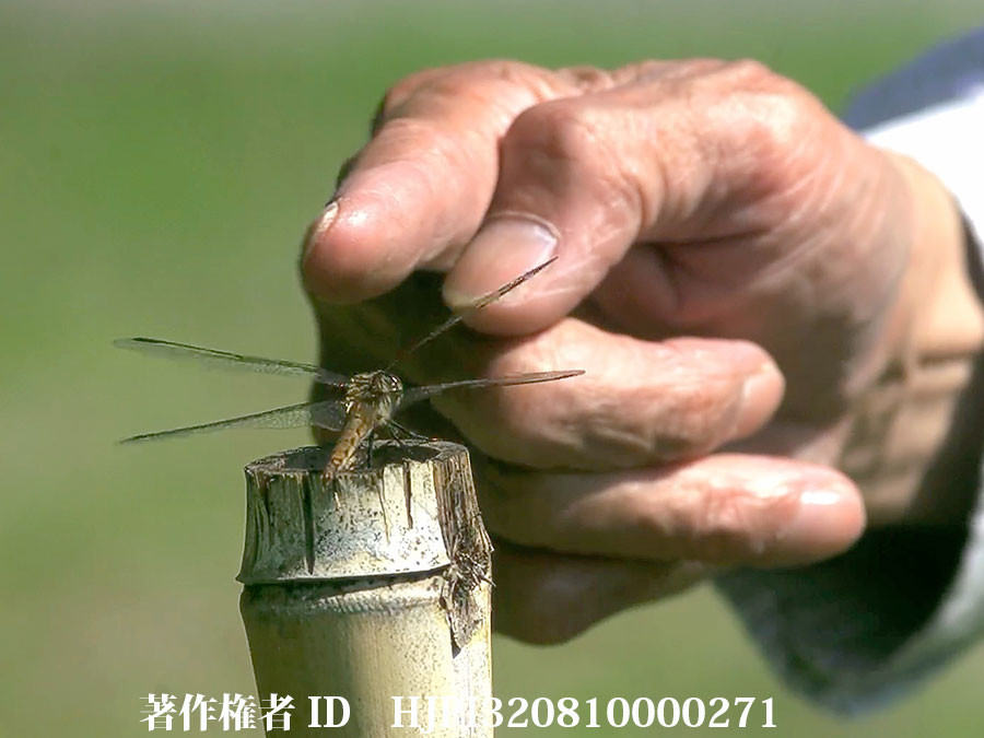 アカトンボで遊ぼう