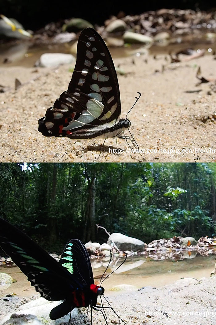 ゴーピンの蝶（マレーシア）