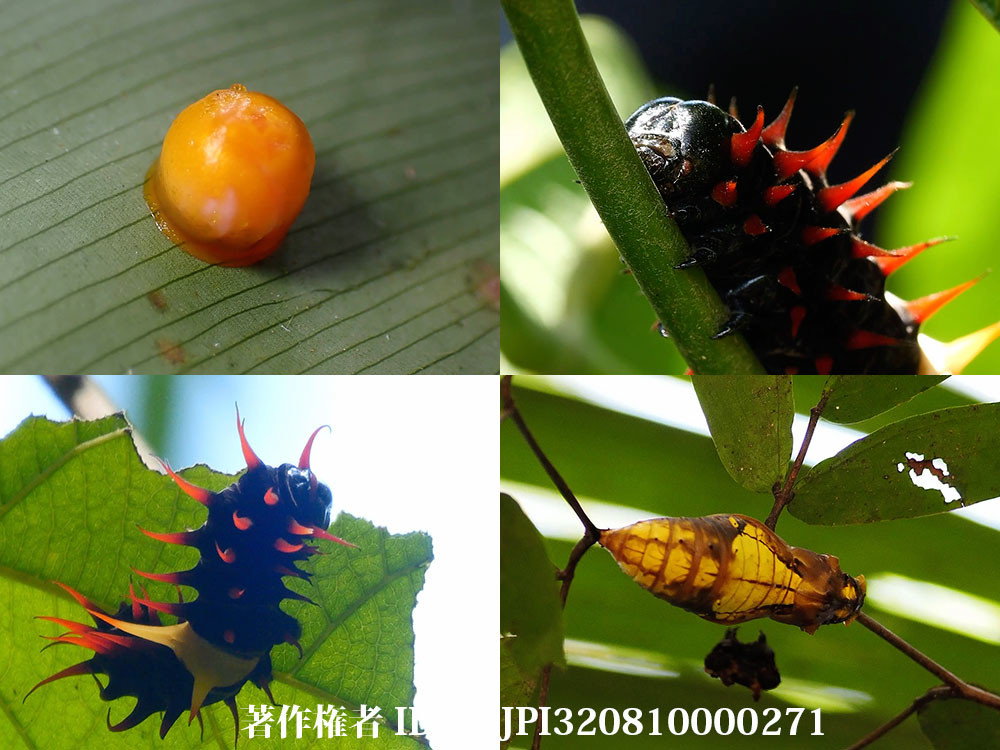 世界最大アレクサンドラトリバネアゲハの幼虫