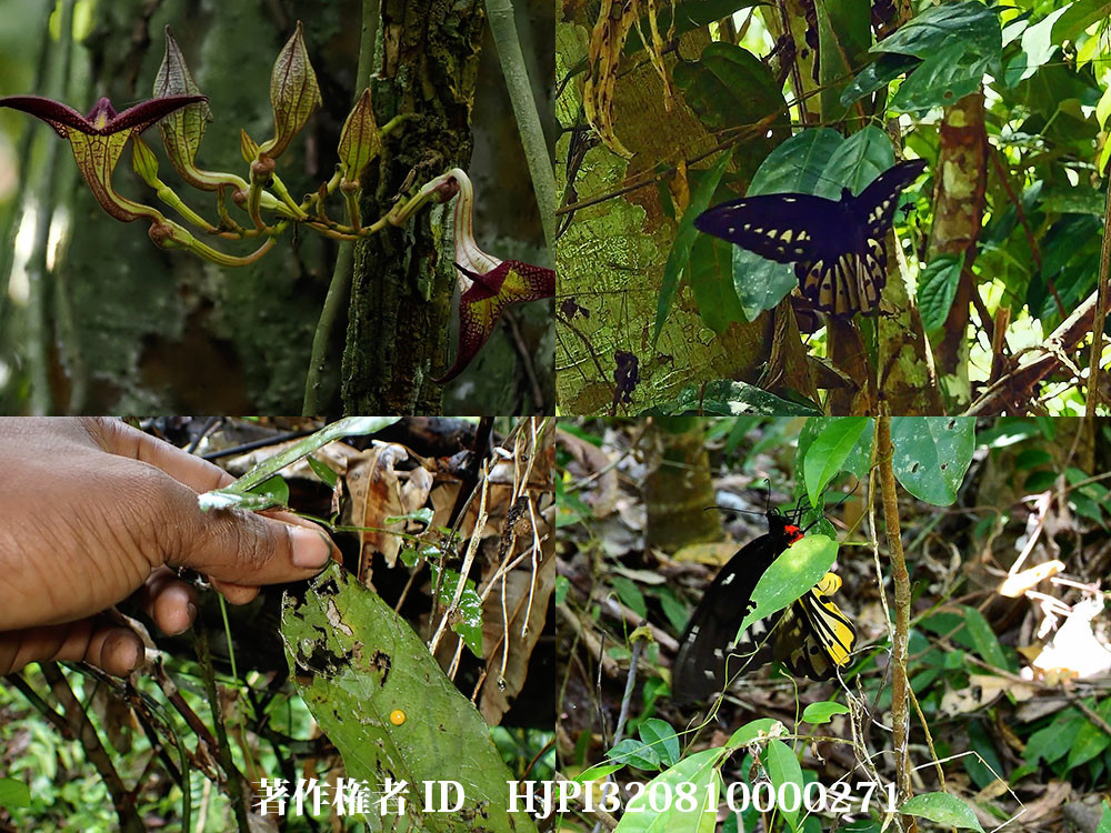 世界最大アレクサンドラトリバネアゲハの産卵