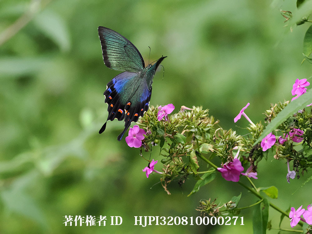 OM-1　MK2の高感度特性  iso6400