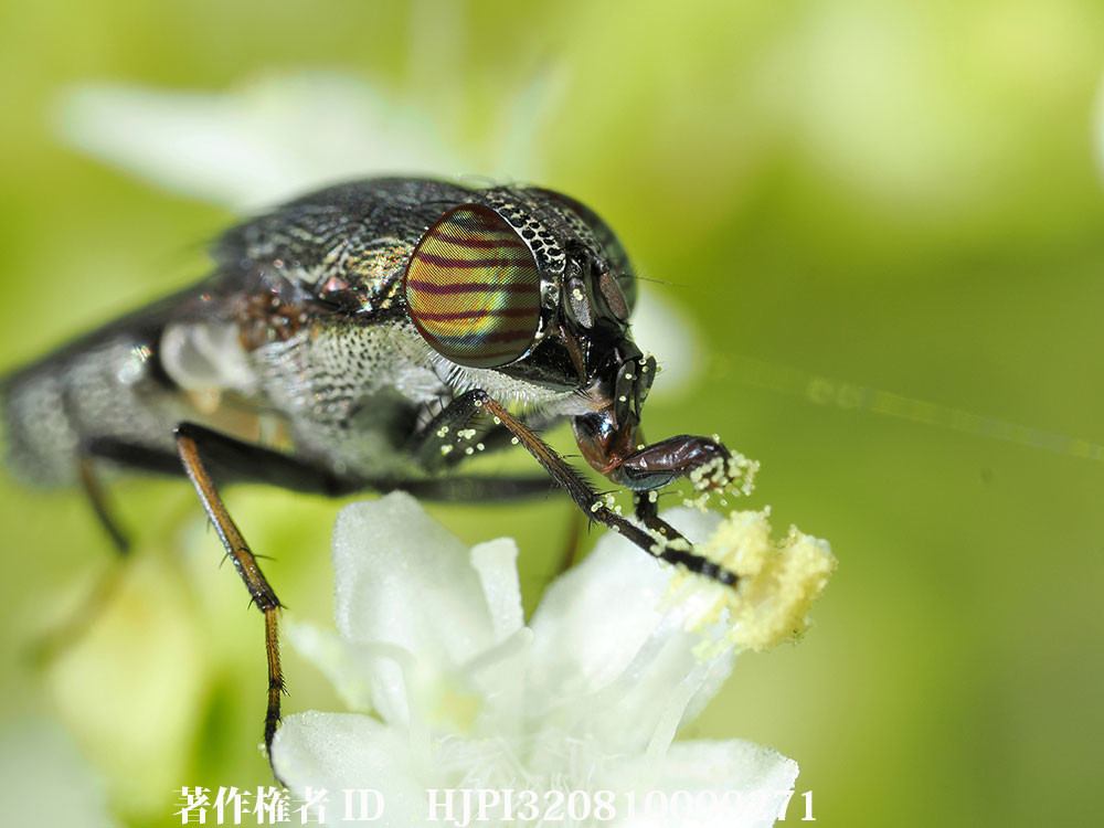 マクロフラッシュの効用　OM-1MK2