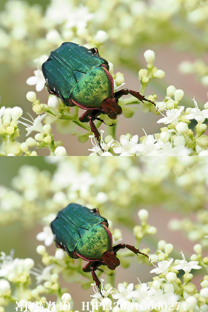 OM-1 Mk2　アオハナムグリを深度合成で