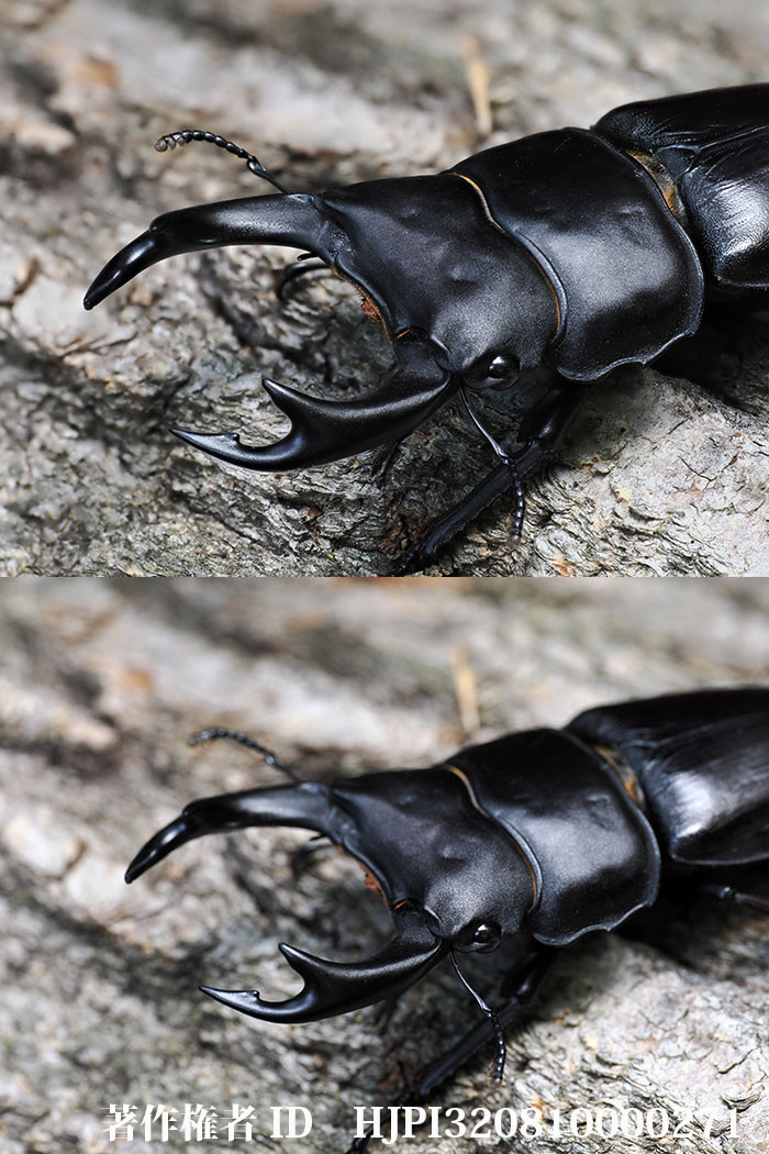 OM-1 Mk2　タイワンオオクワガタを深度合成で