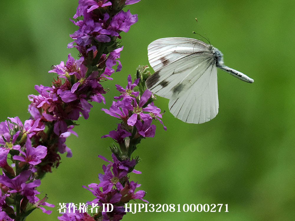 OM-1 Mk2　スジグロシロチョウをproキャプチャーで