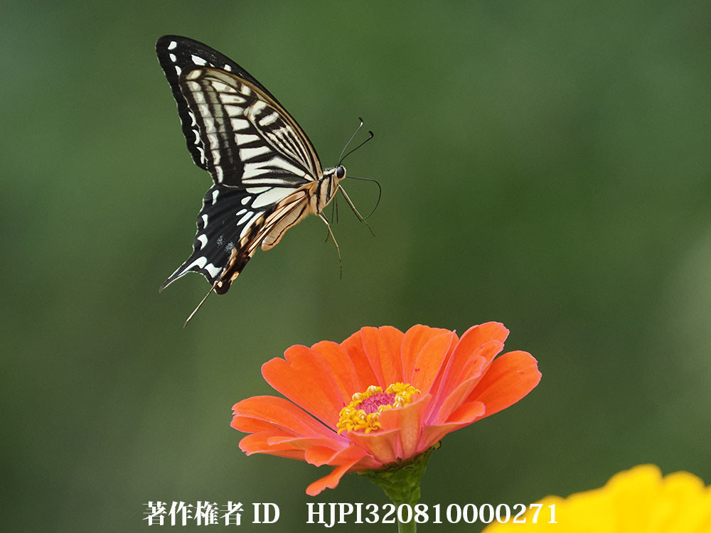 OM-1 Mk2　ナミアゲハの飛翔をproキャプチャーで