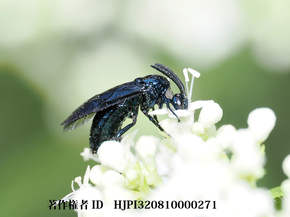 OM-1 Mk2　ルリチュウレンジハバチをフラッシュで