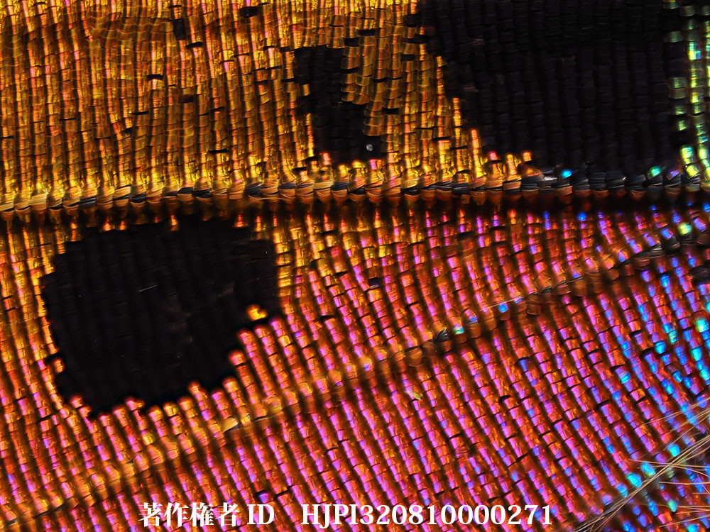 OM-1 Mk2　ニシキツバメガの鱗粉