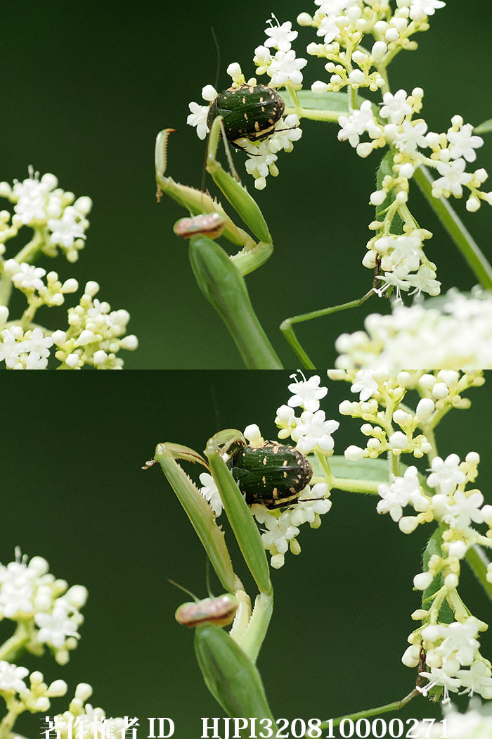 OM-1 Mk2 proキャプチャーでオオカマキリの補食を撮る