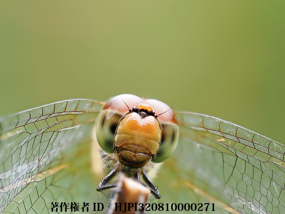 OM-1 Mk2 アカトンボの顔