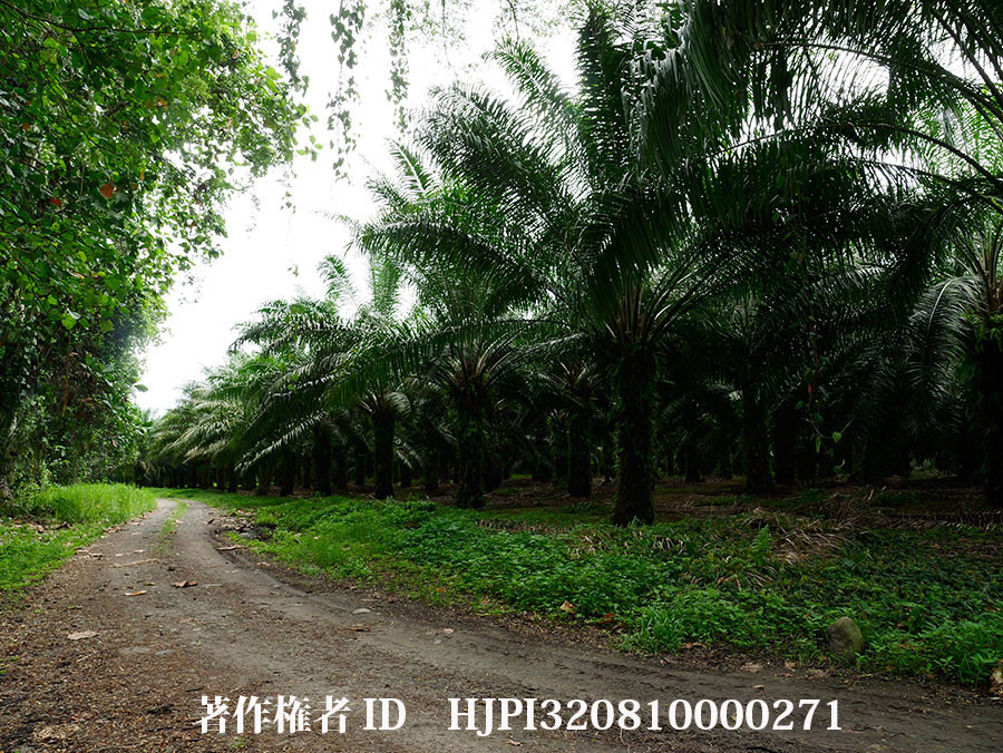 ニューギニアのヤシ畑