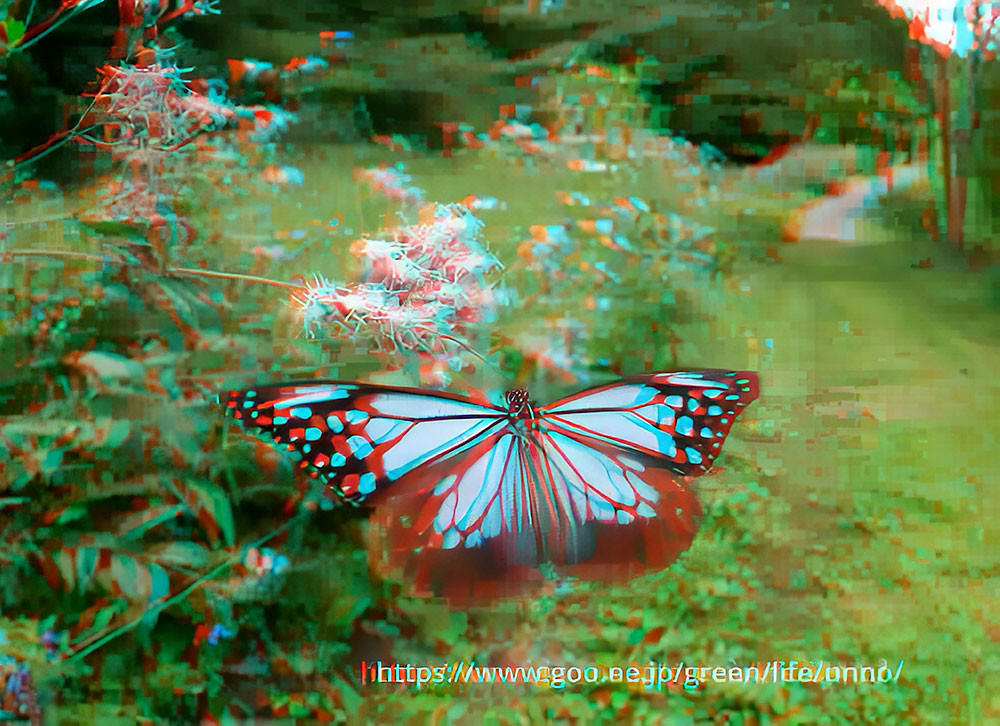 アサギマダラ　3Dアナグリフ