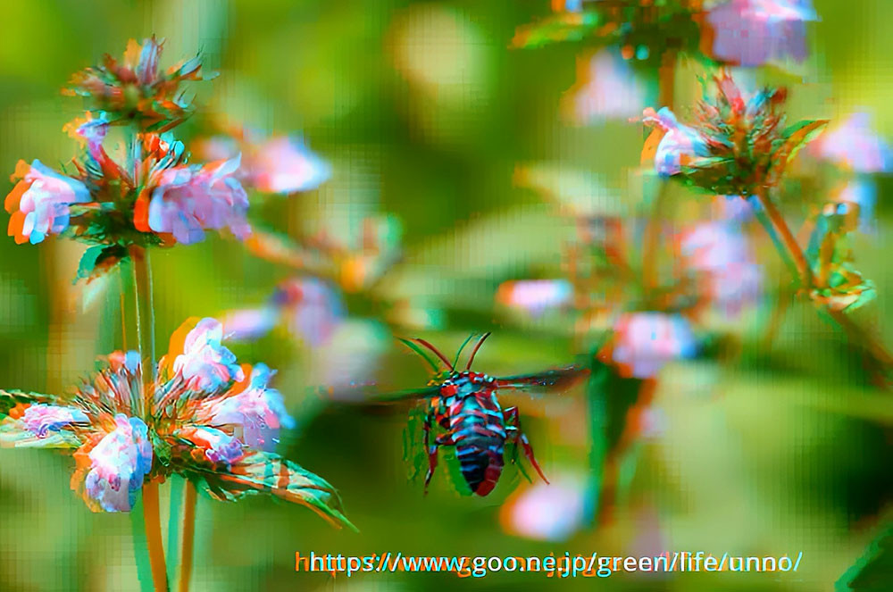 ルリモンハナバチ　3Dアナグリフ