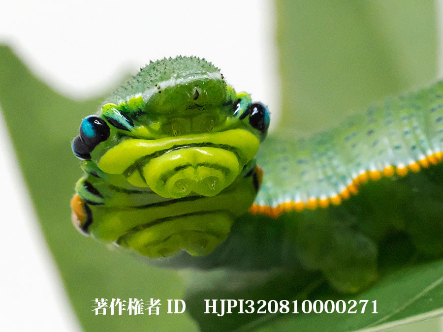 ツマベニチョウの幼虫（伊丹市昆虫館）